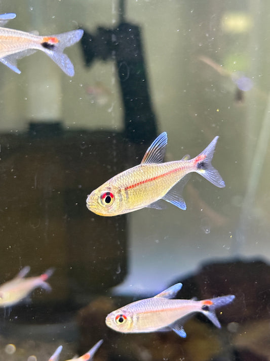 Rare ! Red Eye Red Line Tetra - Hemigrammus rubrostriatus