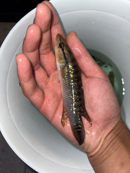 Jewel Pike Cichlid crenicichla saxatilis