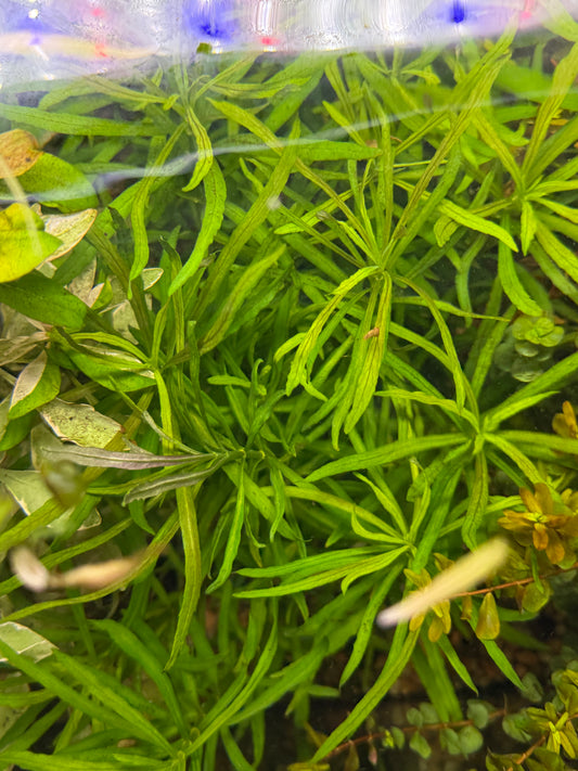 Pogostemon Stellatus / Pogo Narrowleaf Plant