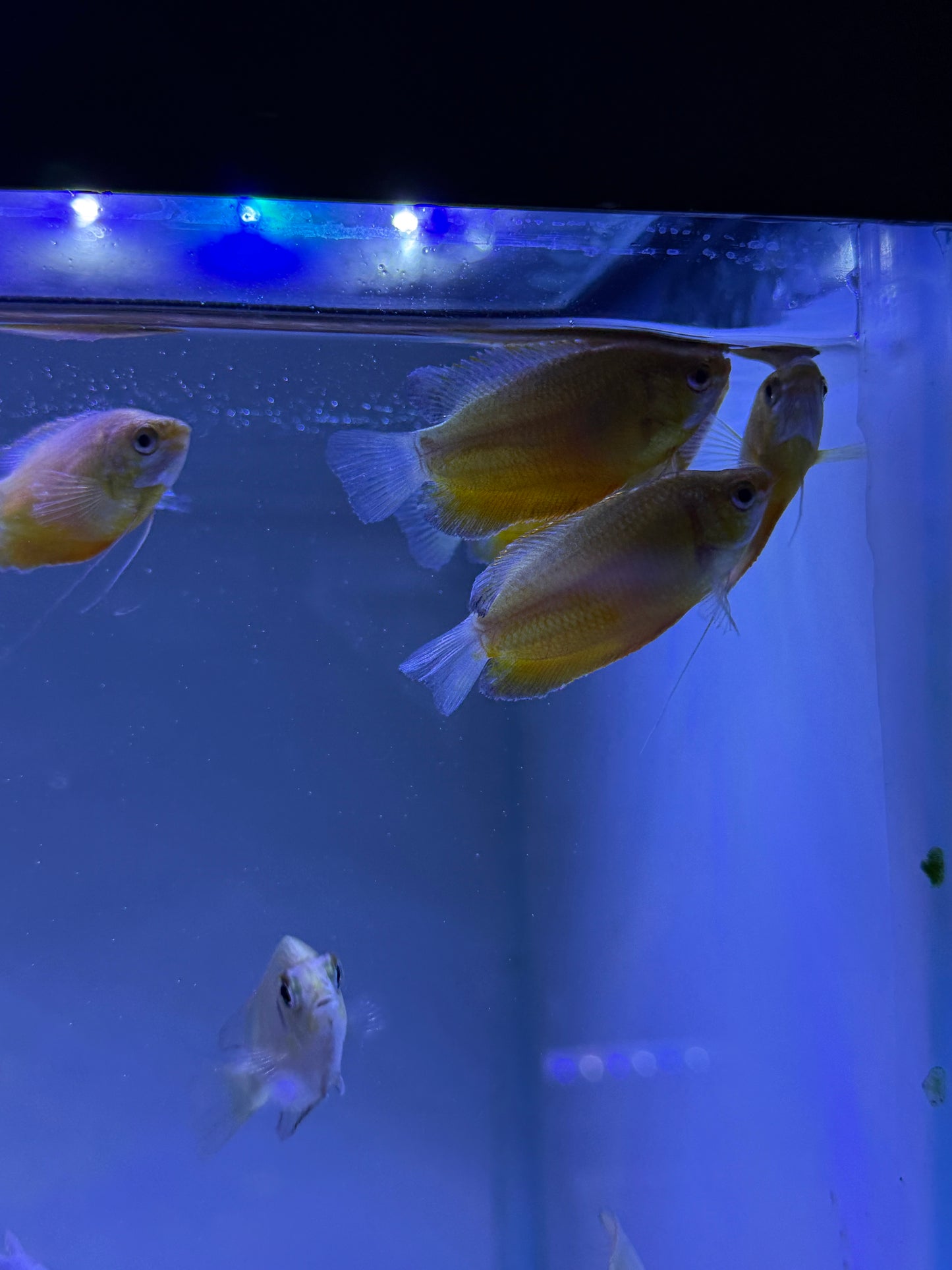 Honey Gourami (Trichogaster chuna)