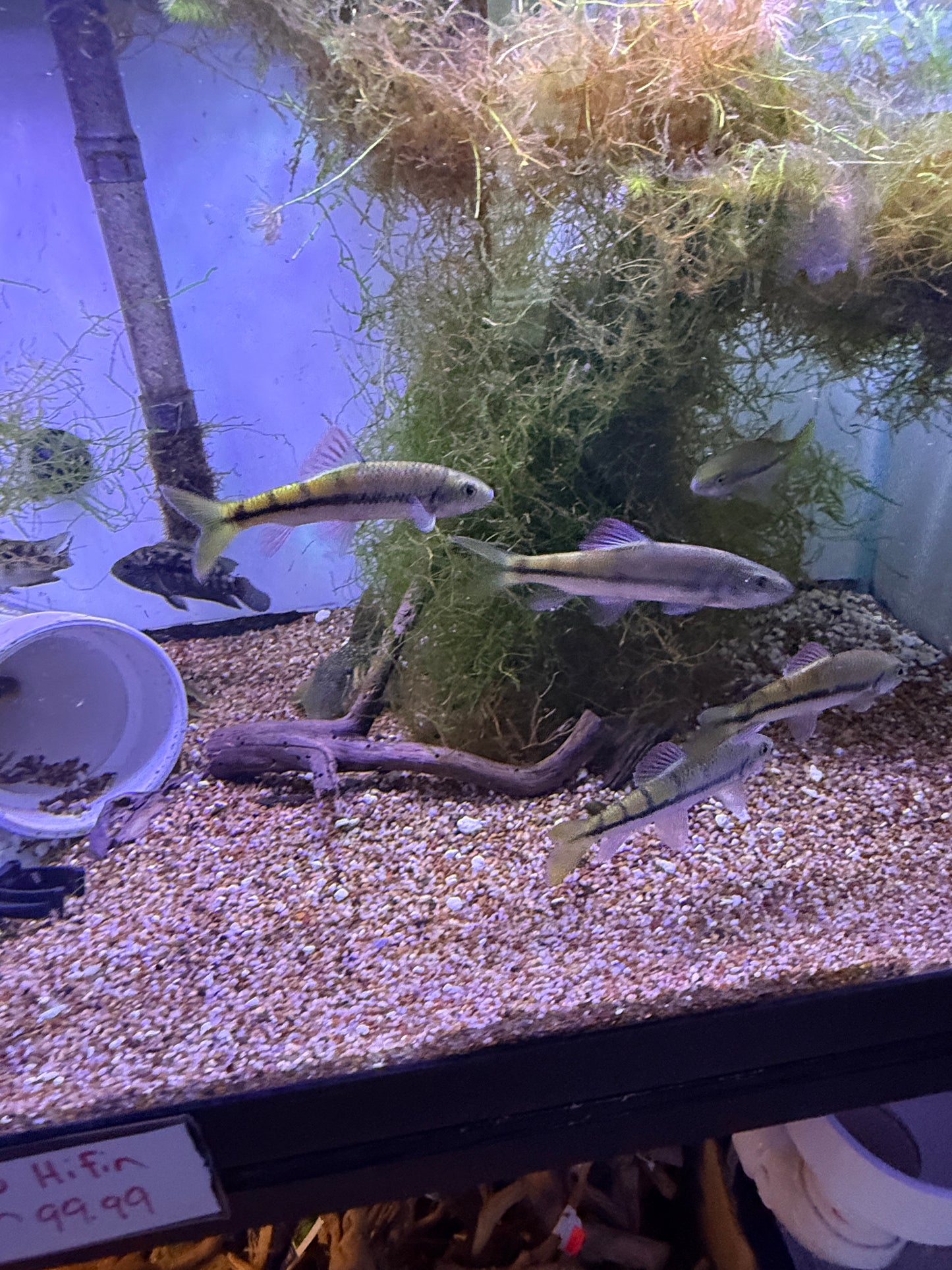 Acrossocheilus fasciatus Banded Acrossocheilus Railway Barb