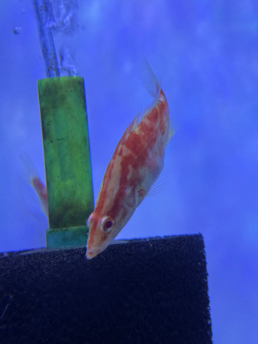 Best Price Nation Wide !!!!!     Super Red ALBINO CHINESE PERCH (SINIPERCA CHUATSI)