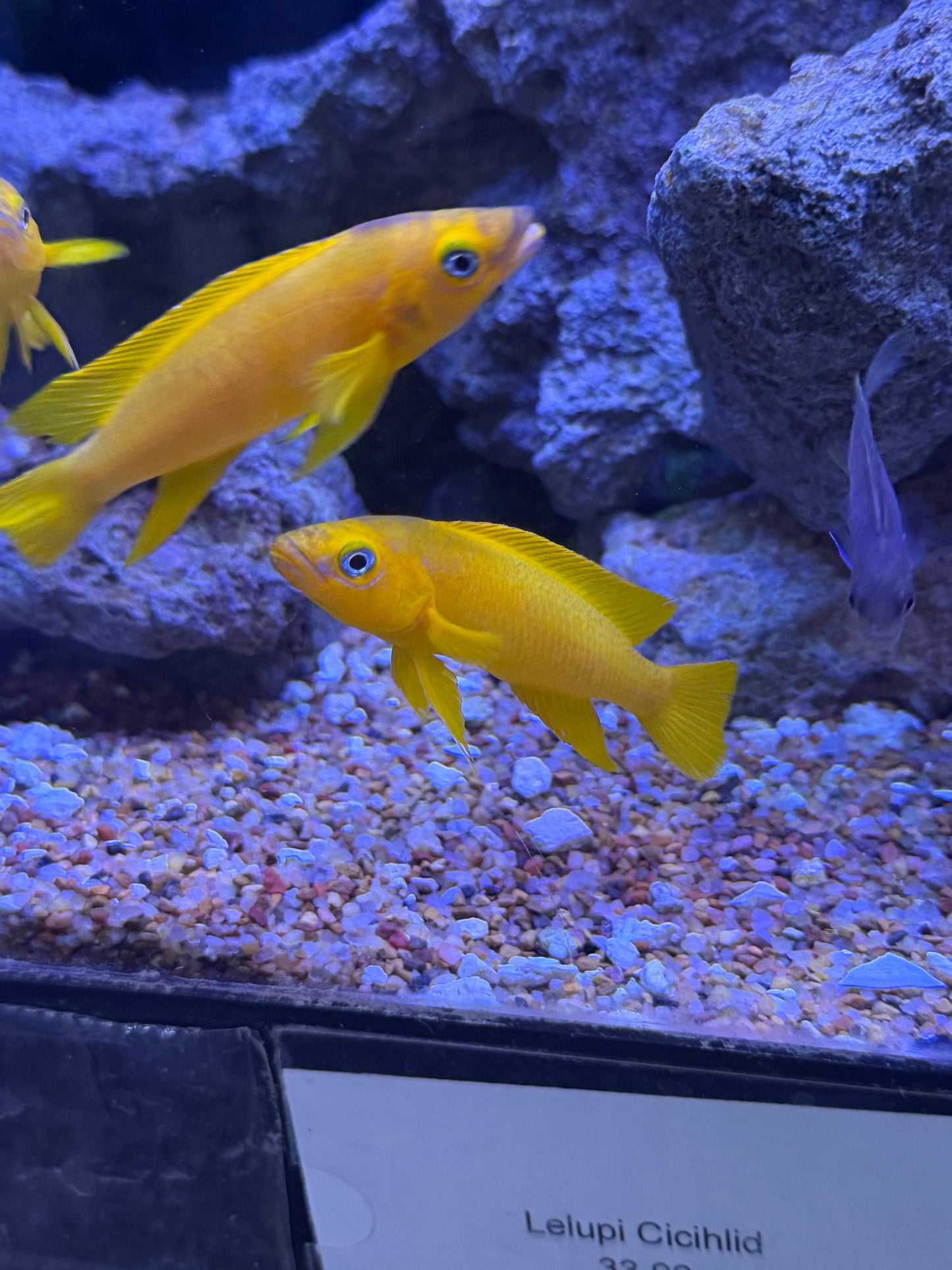 Leleupi Cichlid (Neolamprologus Leleupi)