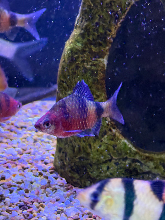 Black ruby barb (Pethia nigrofasciata)