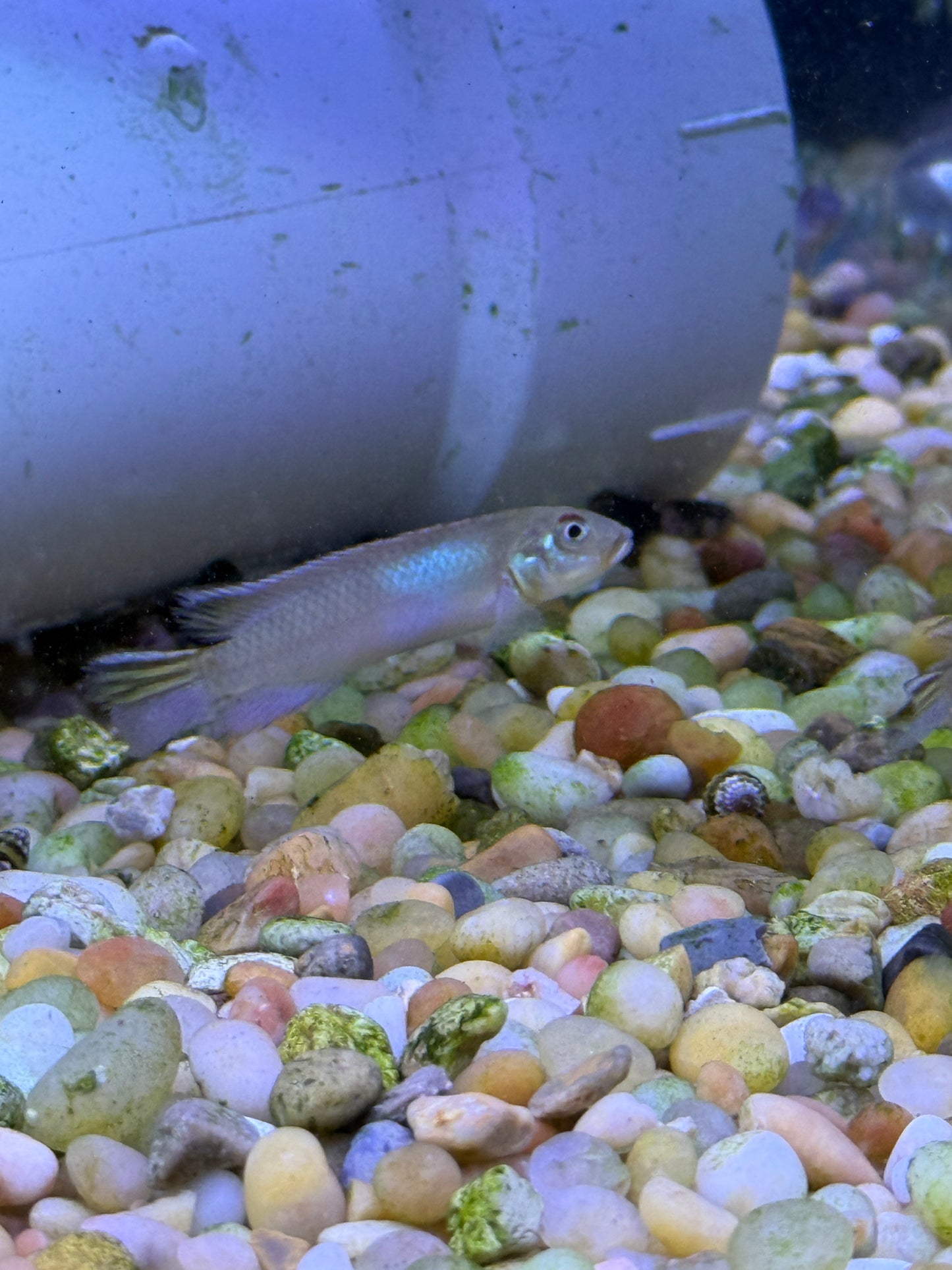 Nanochromis nudiceps