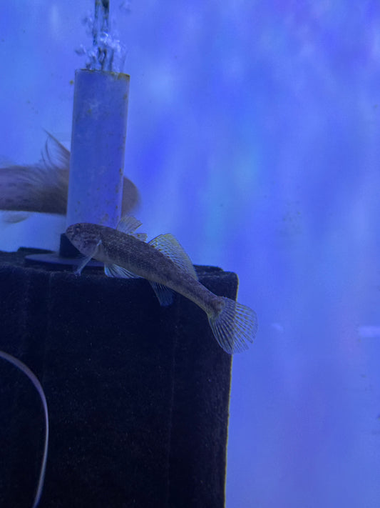 ORANGE GOBY (SINELEOTRIS SACCAHARAE)  Chinese Mandarin Goby