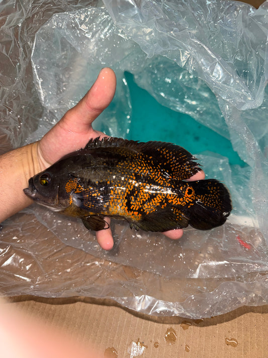 Tiger Oscar