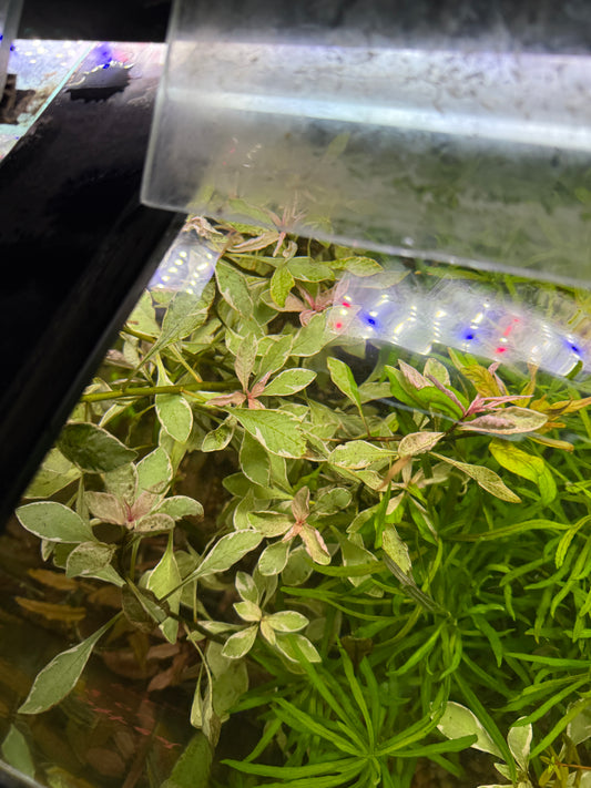 Ludwigia White Plant