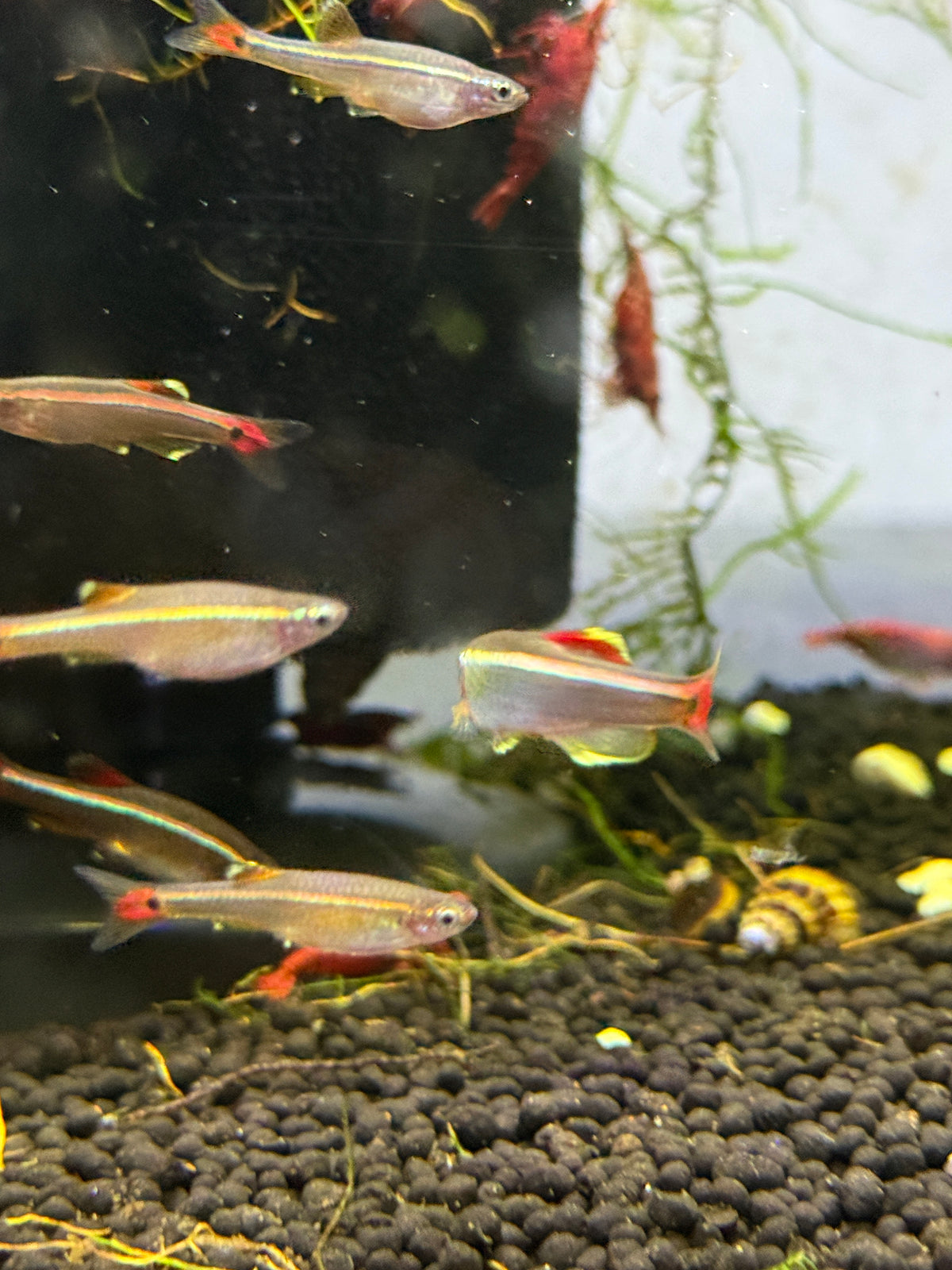 White Cloud Mountain minnow (Tanichthys albonubes)