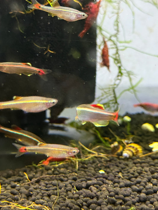 White Cloud Mountain minnow (Tanichthys albonubes)