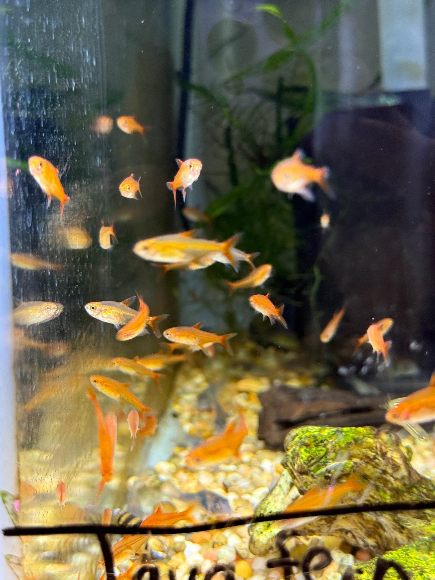 Ember Tetra (Hyphessobrycon amandae)