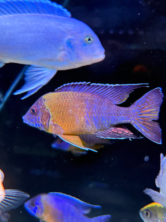 Bicolor 500 peacock cichlid (Aulonocara stuartgranti 'Maulana'