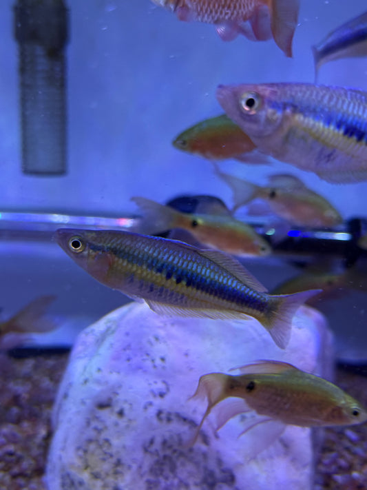 Alleni "Wapoga" Rainbowfish