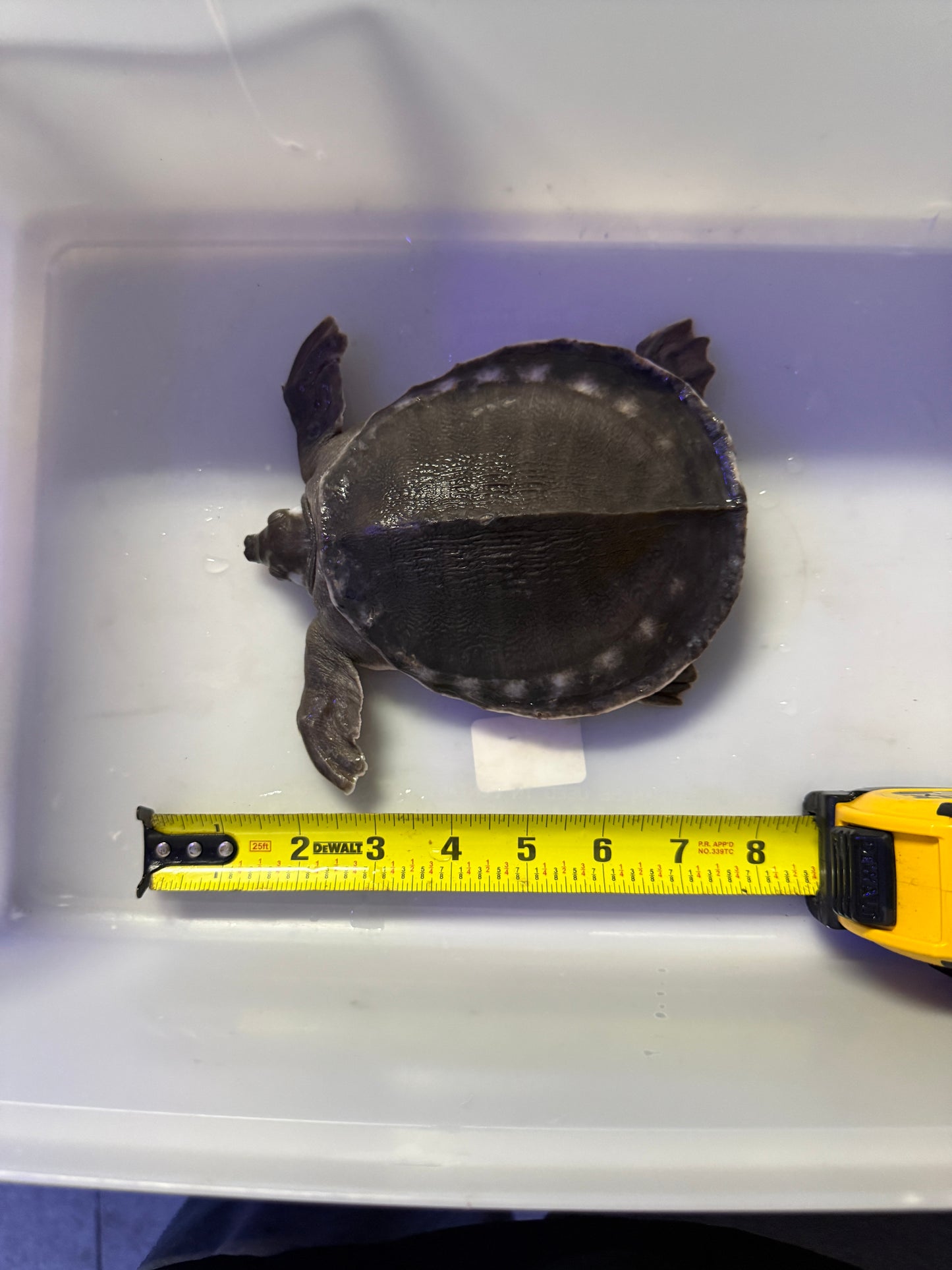 FLY RIVER TURTLE (CARETTOCHELYS INSCULPTA)
