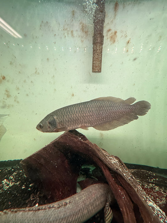 African Arowana