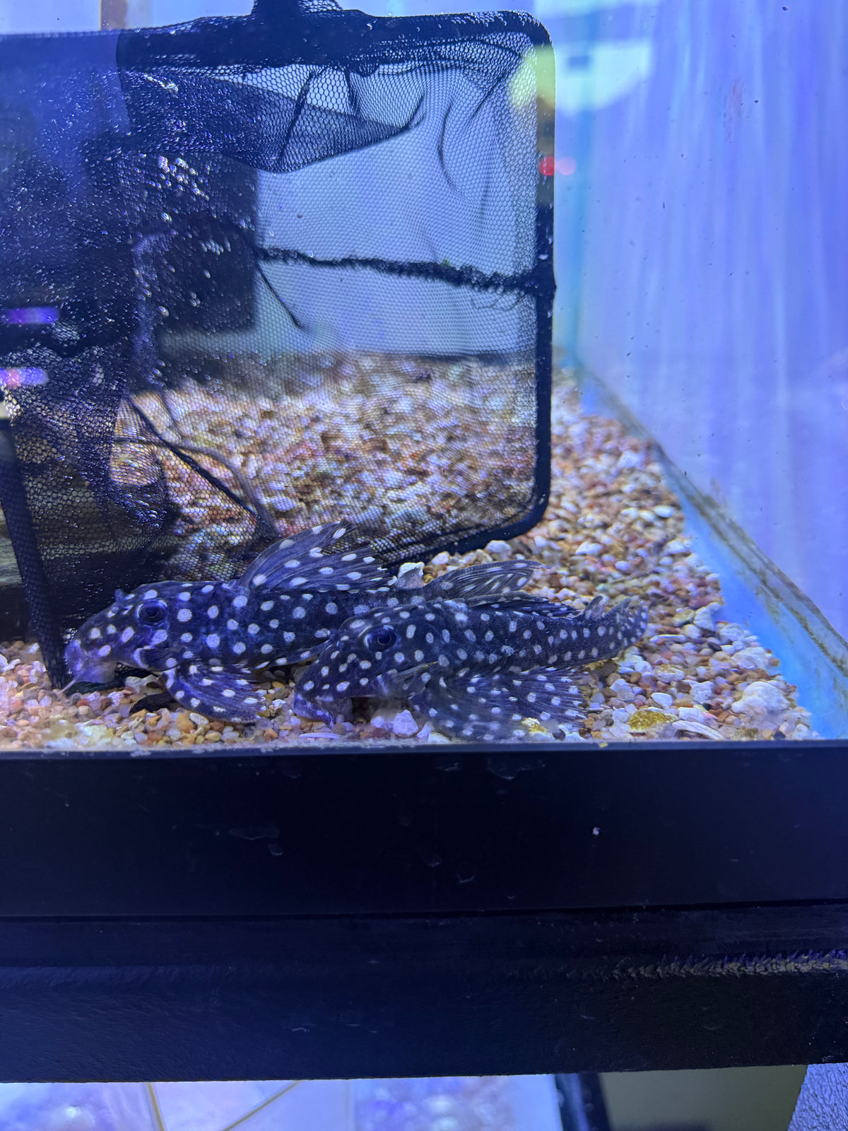 L201 Snowball Pleco (Hypancistrus Sp)