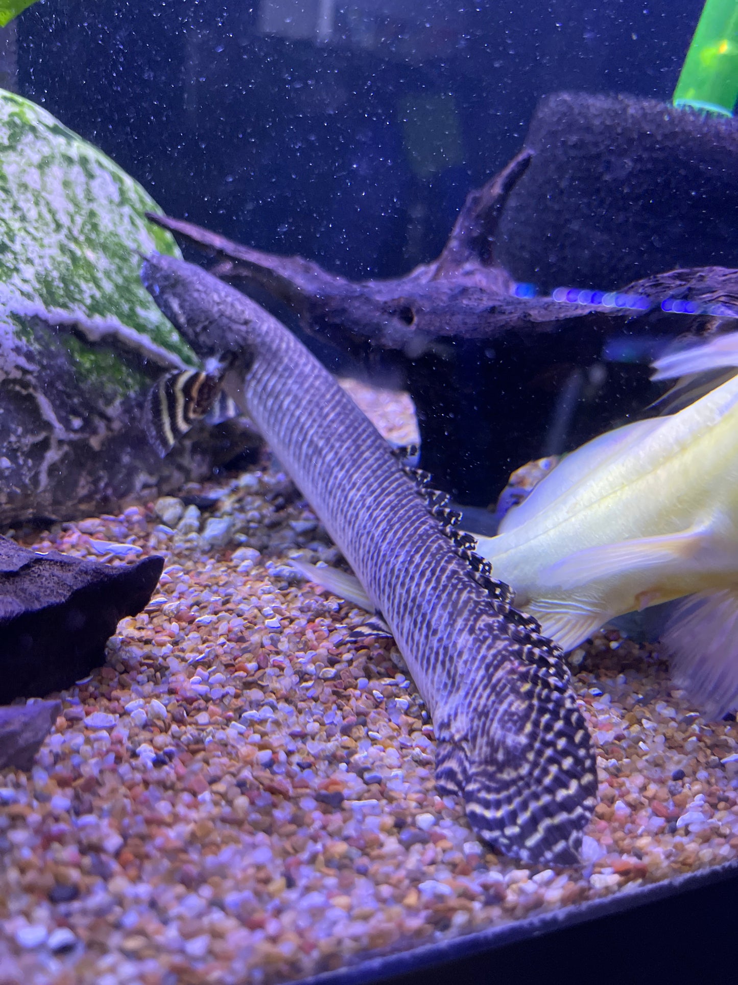 Polypterus ornatipinnis