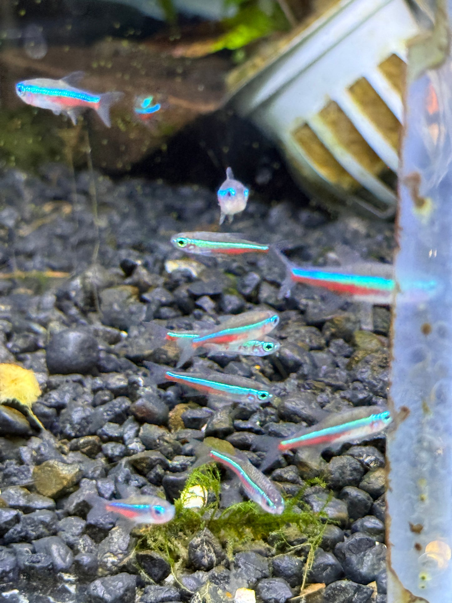 Green Neon Tetra (Paracheirodon simulans)