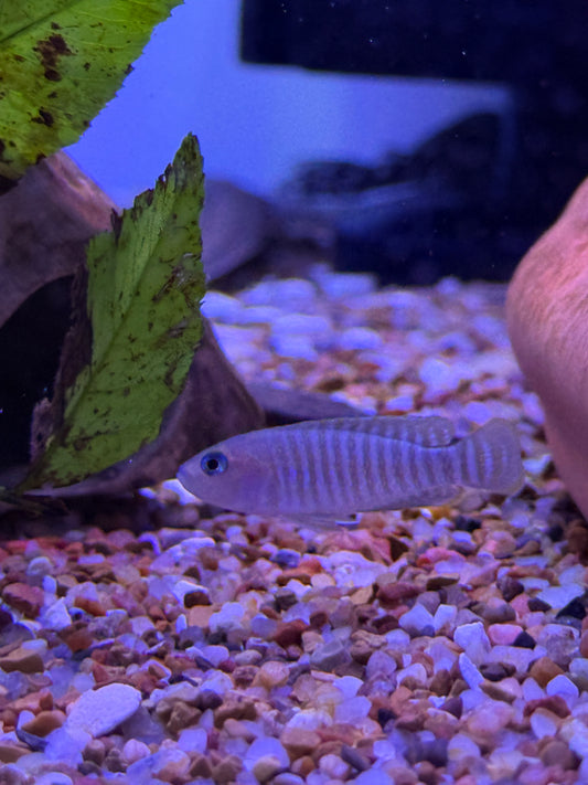 Neolamprologus multifasciatus
