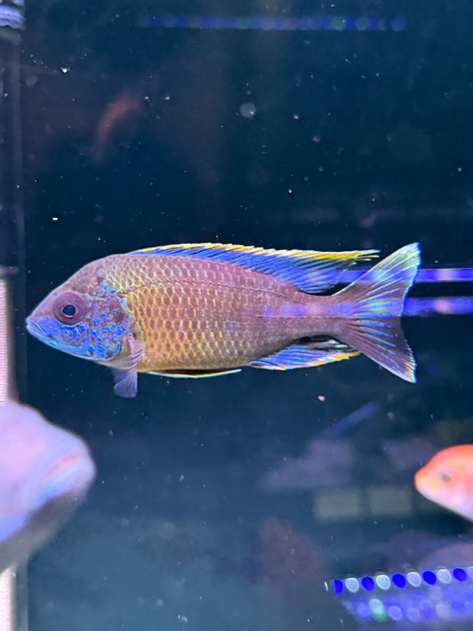 Lwanda peacock cichlid Aulonocara sp.  Lwanda
