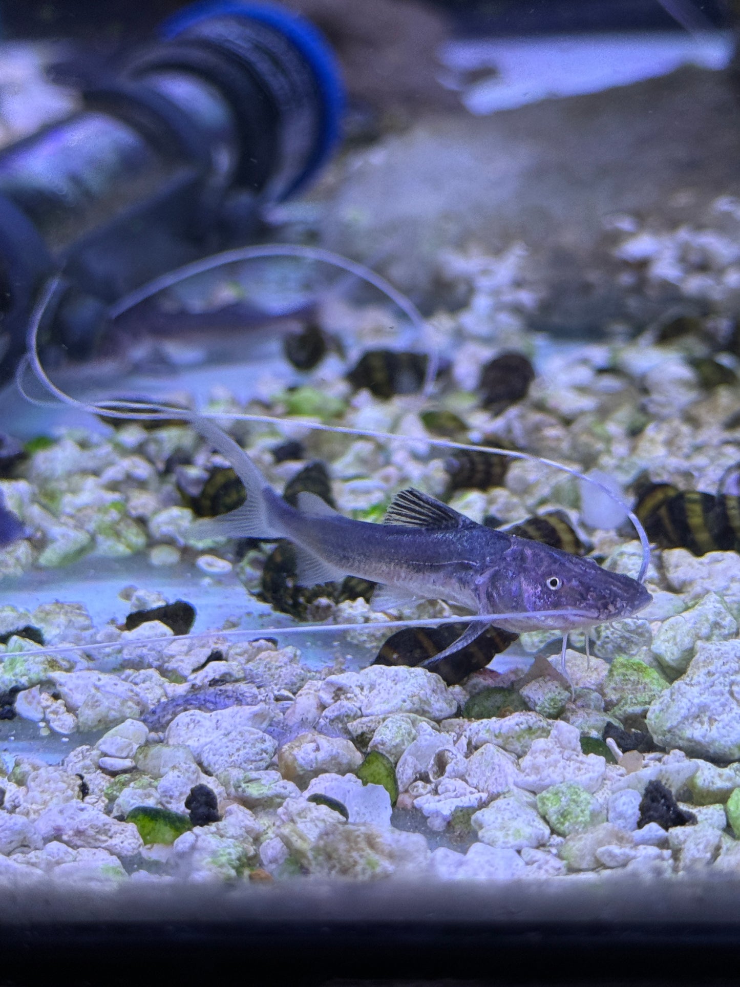 TRUE PIRAIBA CATFISH (BRACHYPLATYSTOMA FILAMENTOSUM)