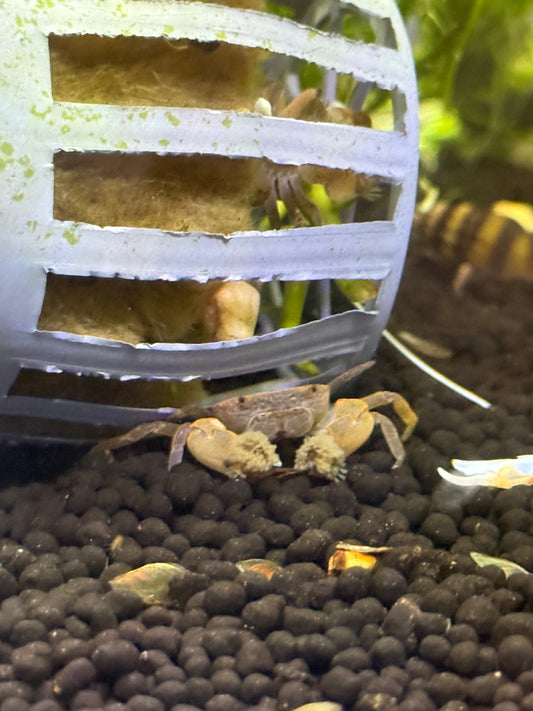 Freshwater Pom Pom Crab (Ptychognathus barbatus)