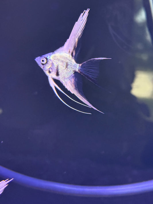 Gold Marble Pearl Scale Angel Fish