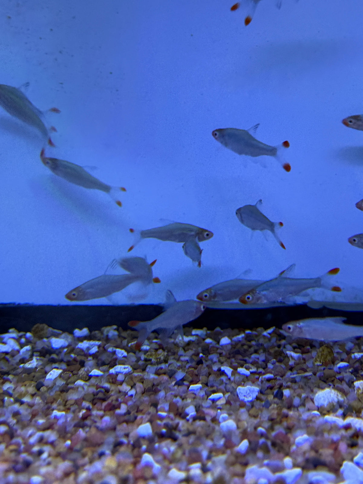 Rasbora Rummy nose (Sawbwa resplendens)
