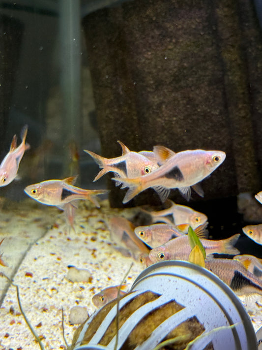 Harley Quin Rasbora (Trigonostigma heteromorpha)