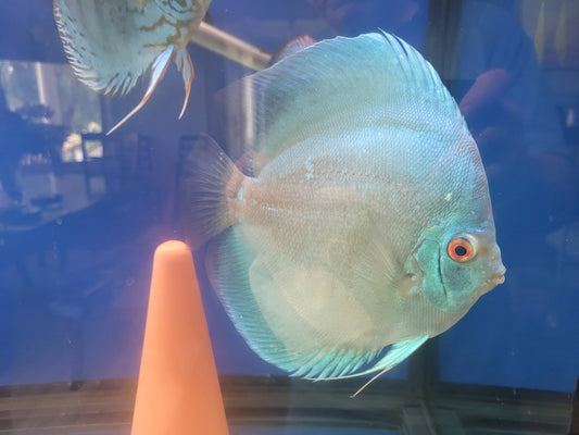 Discus Assorted Blue diamond and Eruption hybrids