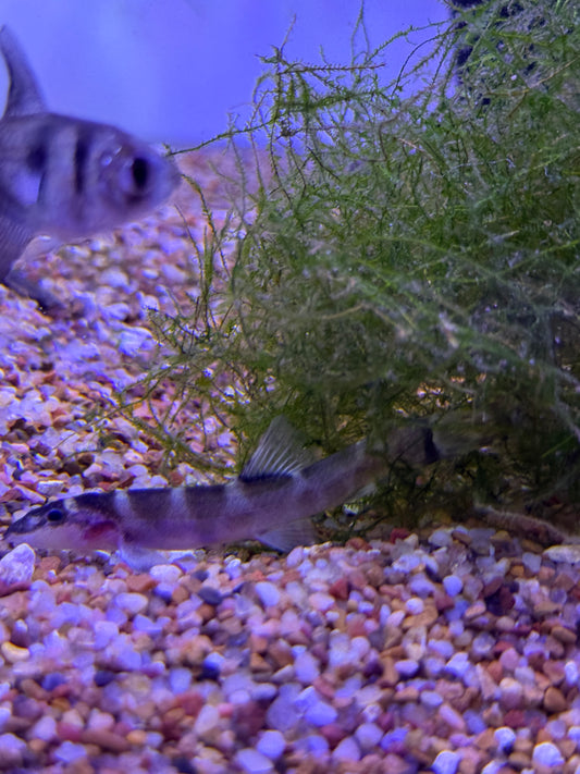 Leptobotia tchangi Changi spined loach