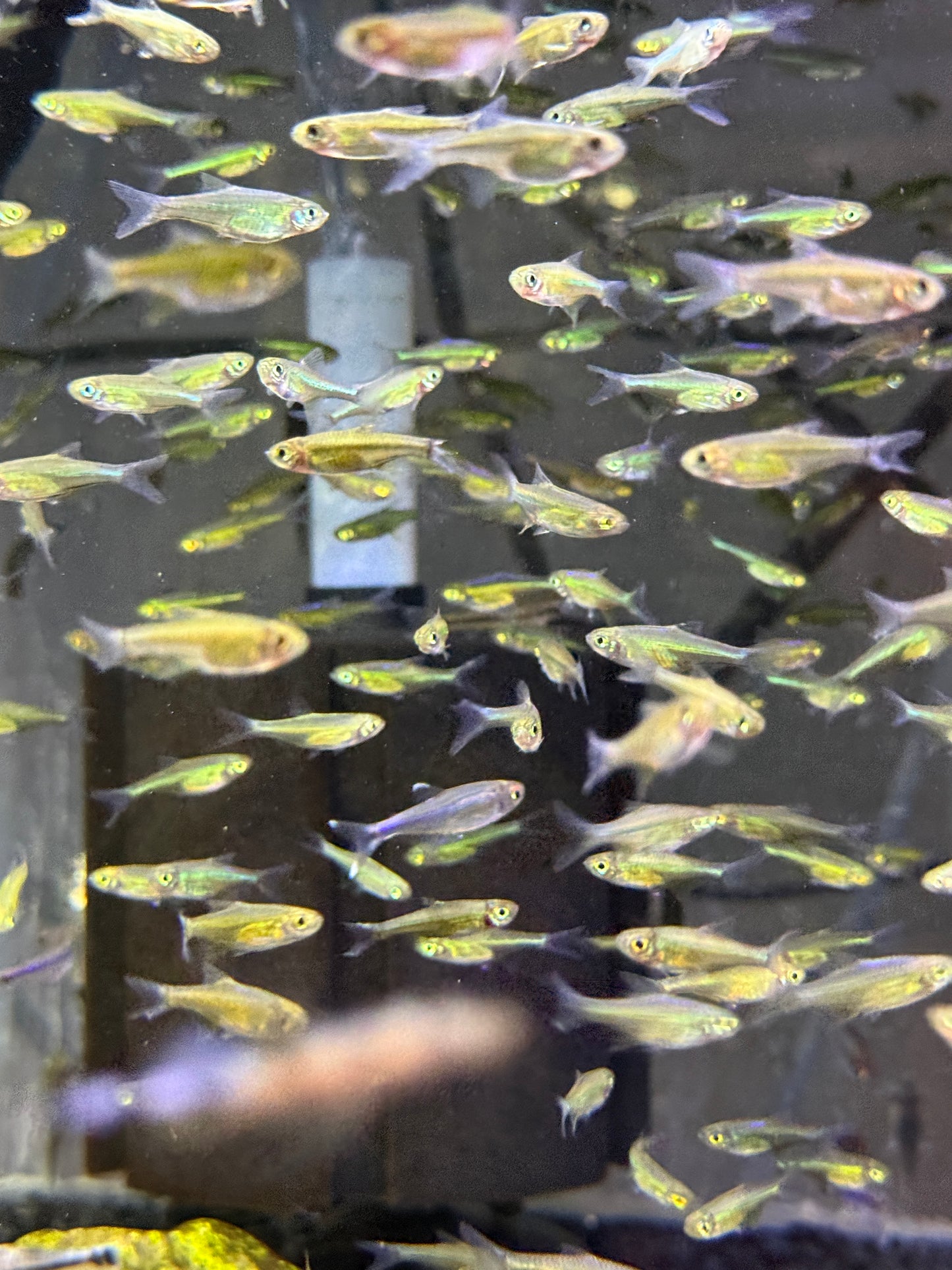 Microdevario kubotai Kubotai Rasbora