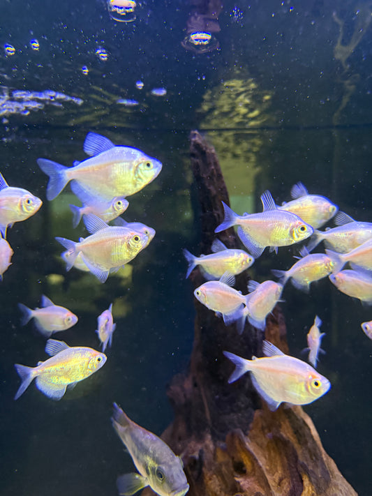 White Skirt Tetra