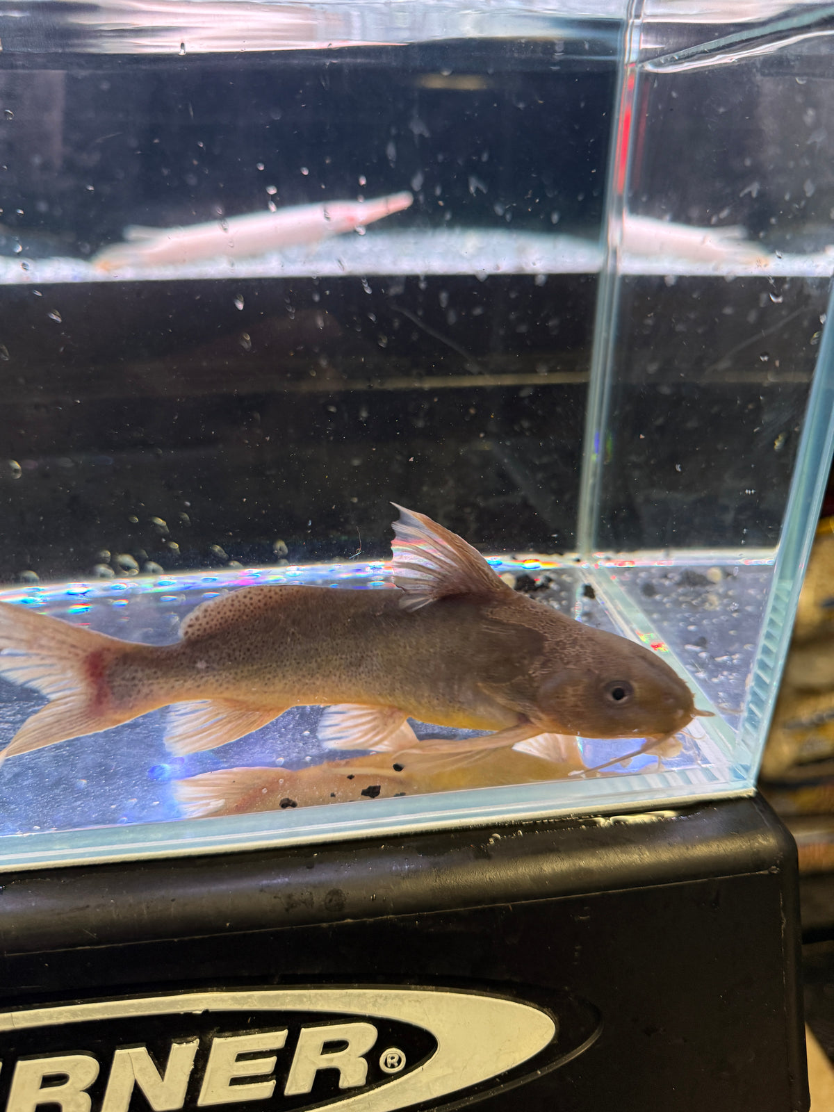 Synodontis punctifer