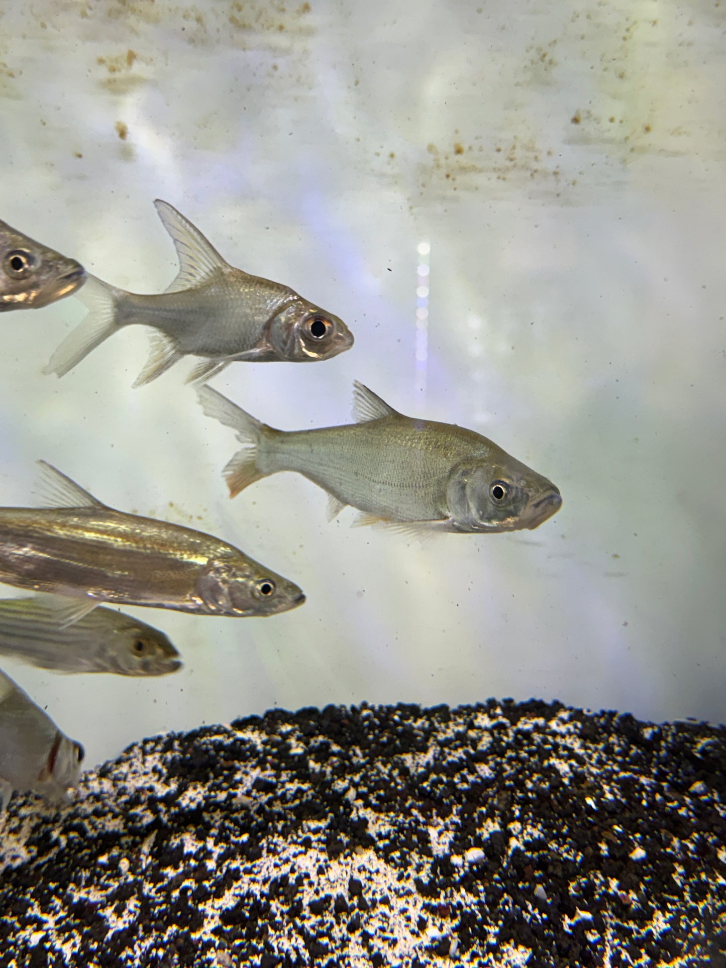 Mongolian redfin (Chanodichthys mongolicus)