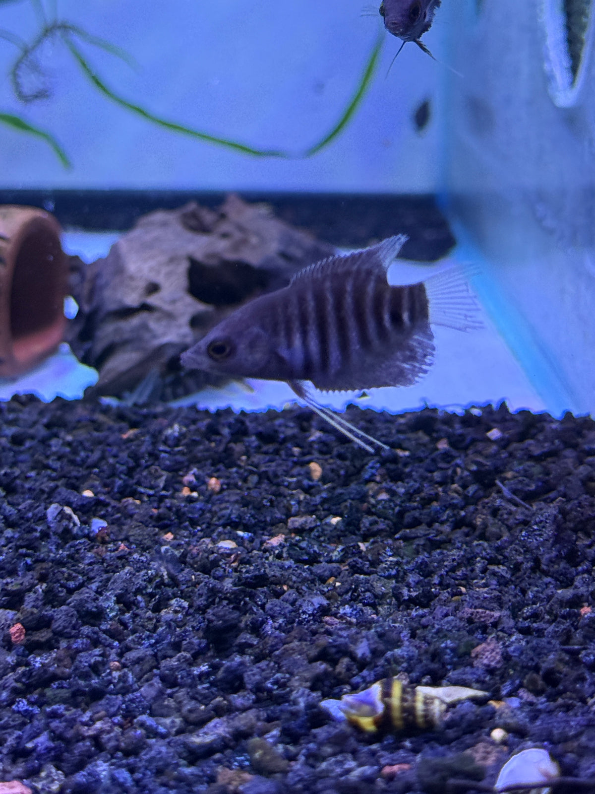 Super Rare !!! Borneo Giant Red Gourami Red Kaloi (Osphronemus septemfasciatus)