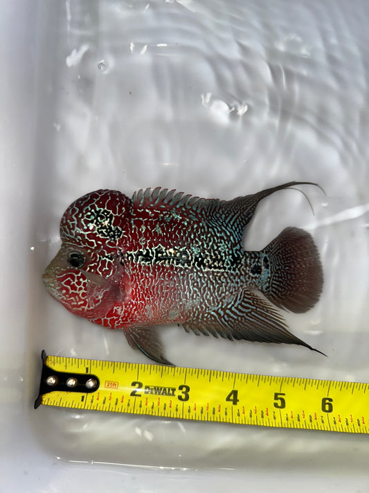 #4 Super Red Dragon Flower Horn