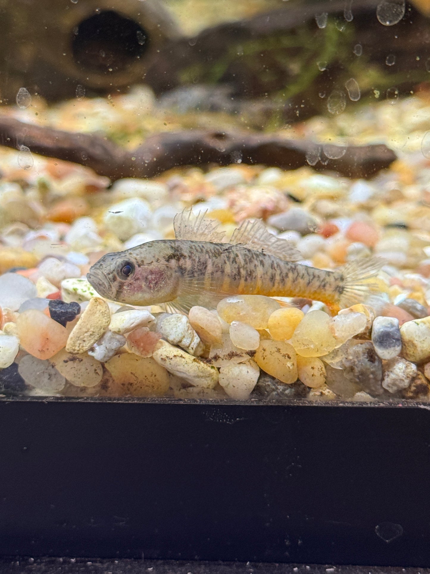 ORANGE GOBY (SINELEOTRIS SACCAHARAE)  Chinese Mandarin Goby