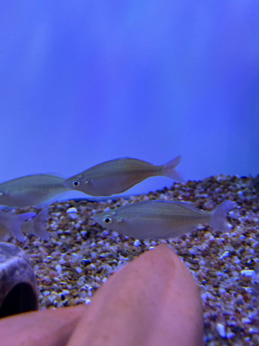 Bleher's rainbowfish (Chilatherina bleheri)