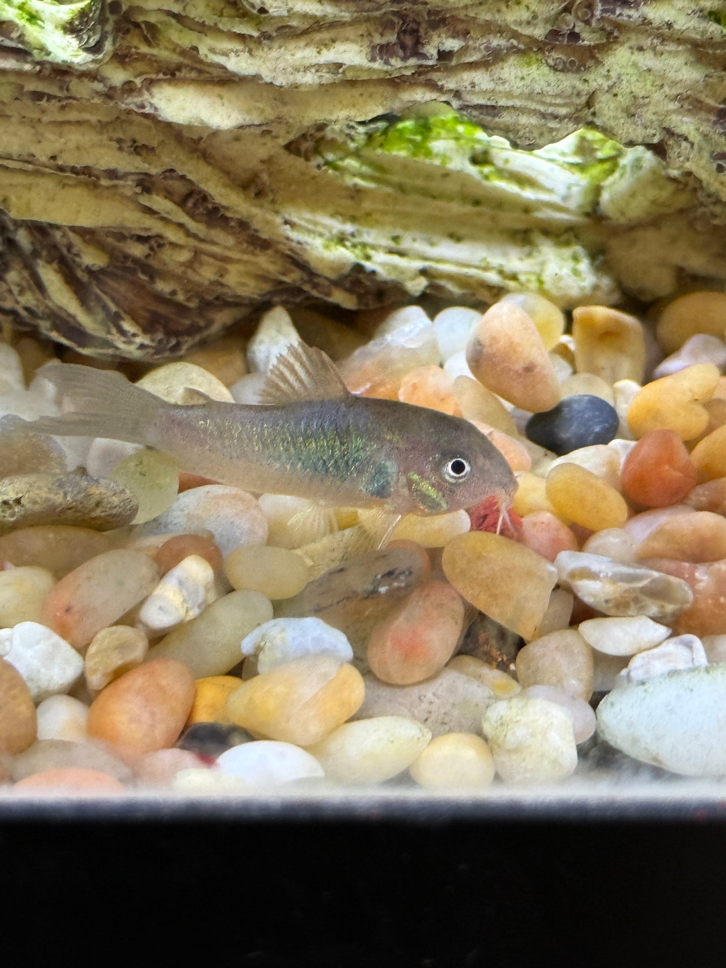 Green Aeneus Cory