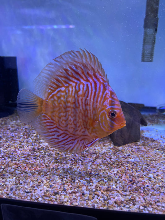 Tiger Turquoise Discus