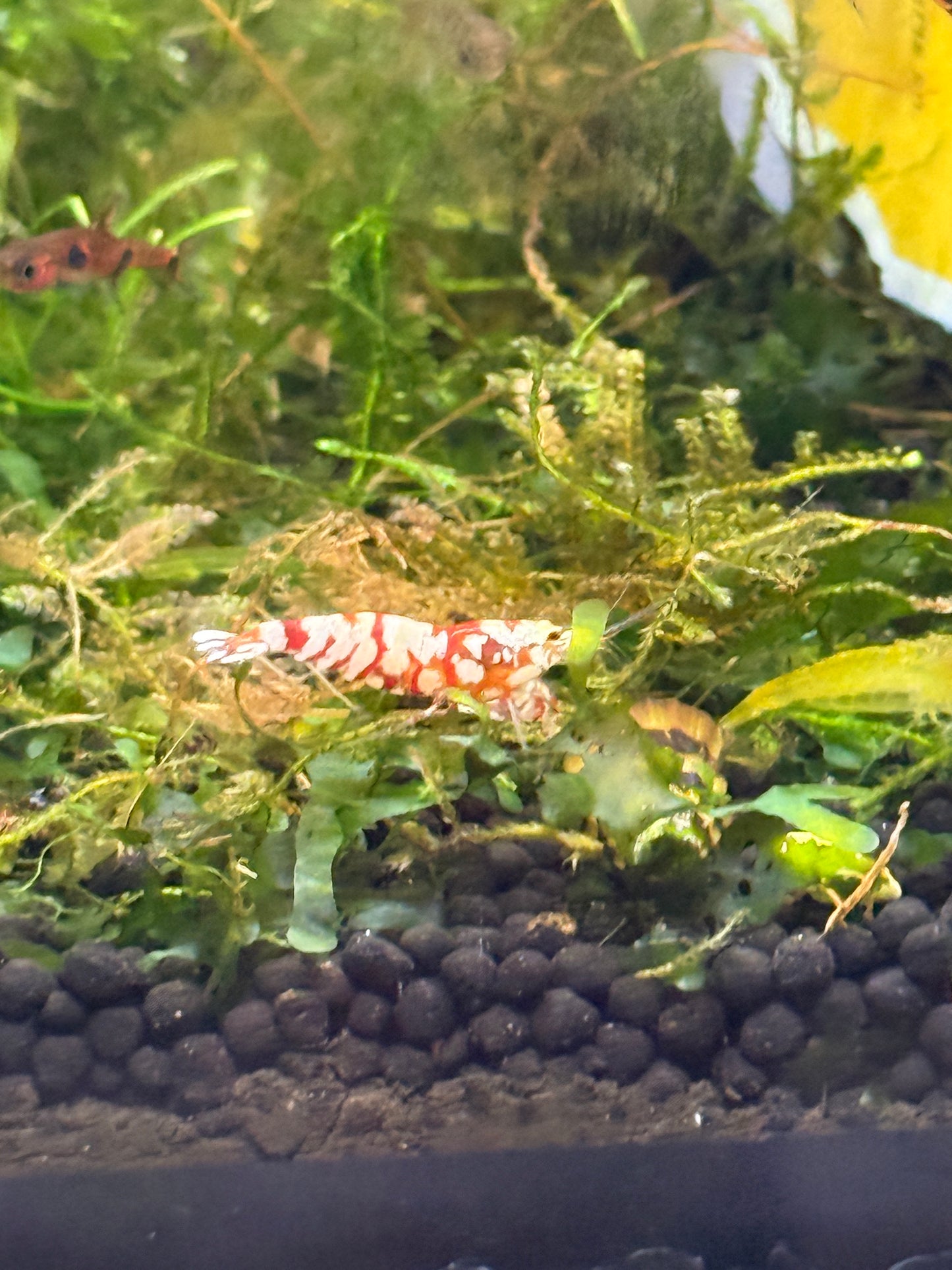 Red Pinto Caridina