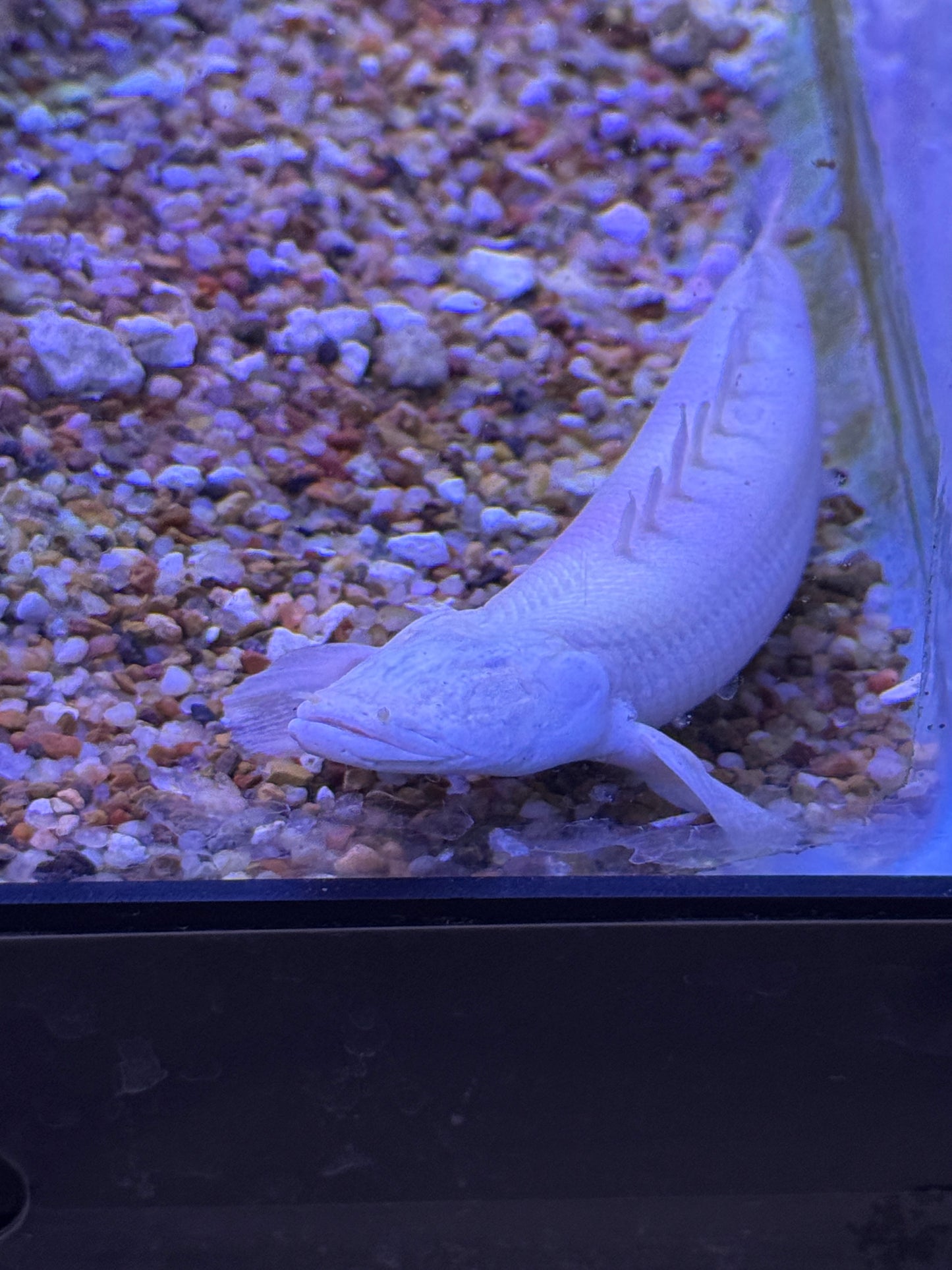 Eyeless PLATINUM ENDLICHERI BICHIR (POLYPTERUS ENDLICHERI)