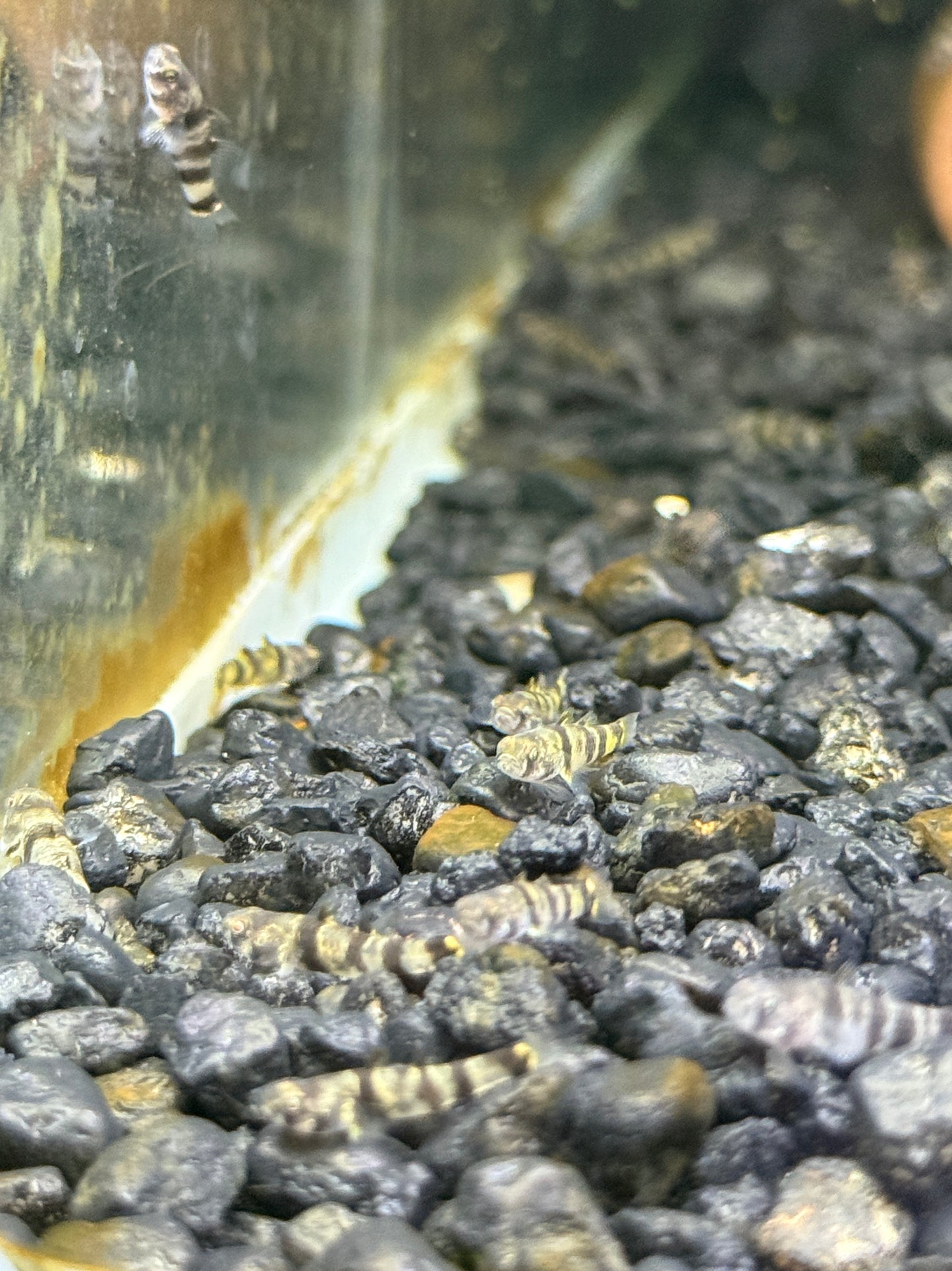 Brachygobius nunus  Golden-Banded Bumblebee Goby