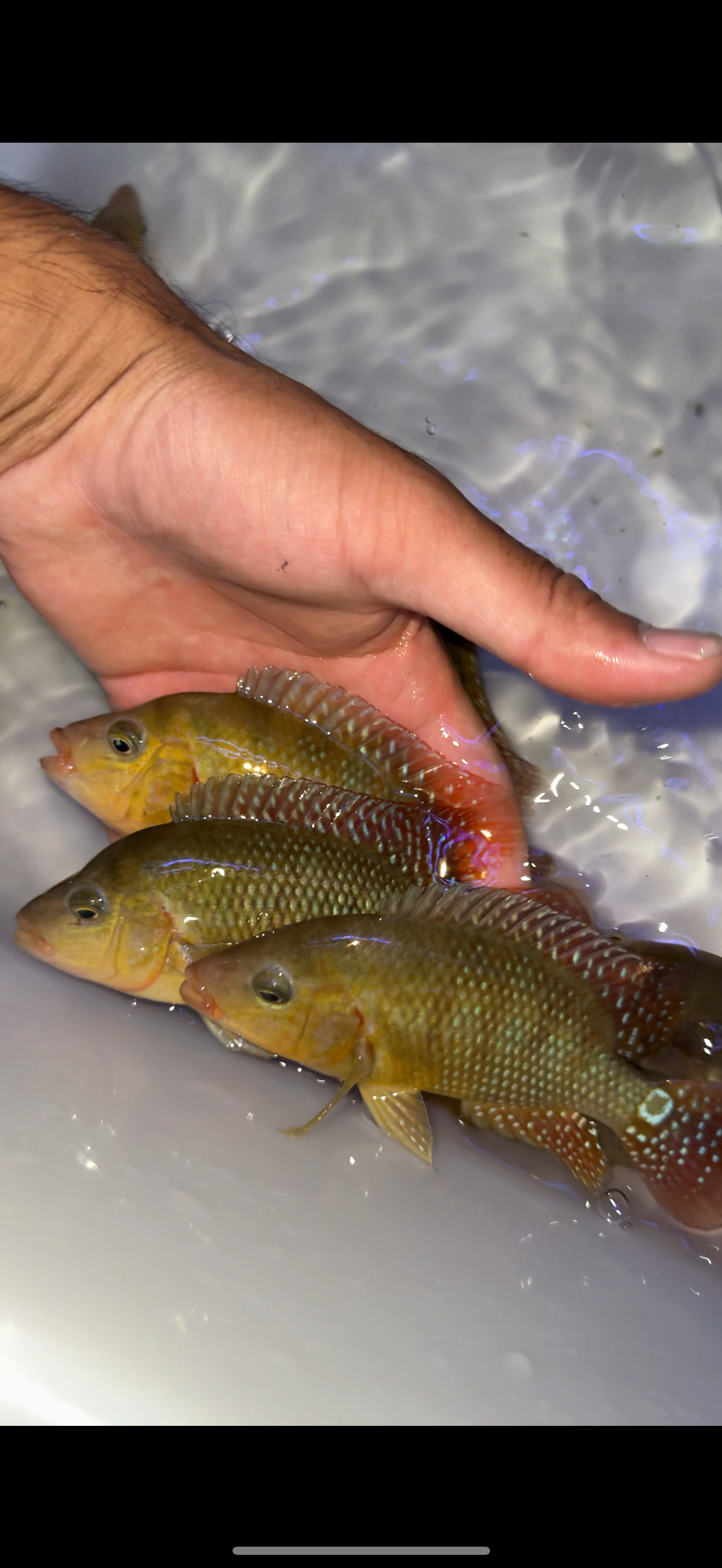 Cichlasoma festae
Red Terror wild caught from Ecuador F0 Fish !!