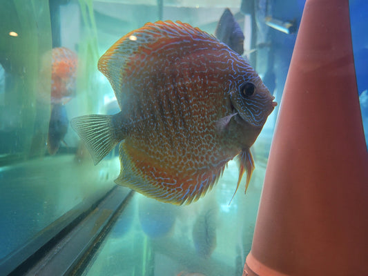 Discus Assorted Blue diamond and Eruption hybrids