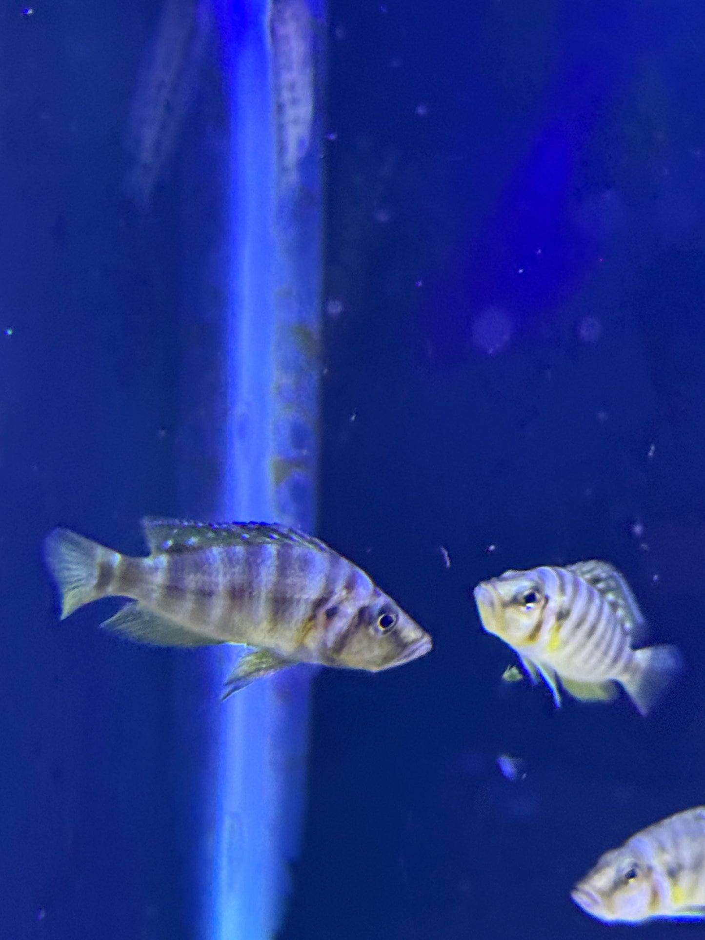 Altolamprologus compressiceps Red Fin