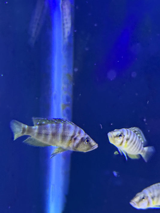 Altolamprologus compressiceps Red Fin