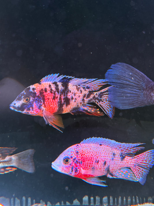 Jumbo OB (Orange Blotched) Peacock Cichlid (Aulonocara sp. "OB")