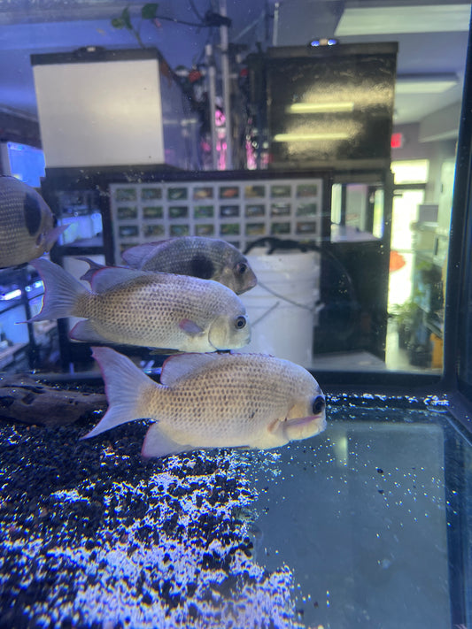 Paretroplus menarambo
Pinstripe Damba Cichlid